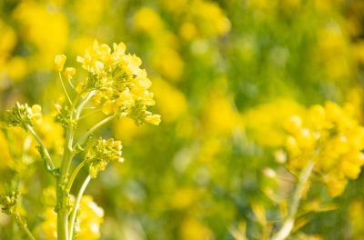 春先に役立ちそうな麻の実の効果ってどんなものがある？